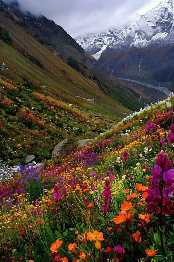 which time is best to visit valley of flowers, how to reach valley of flowers, How many km is the trek to Valley of Flowers,